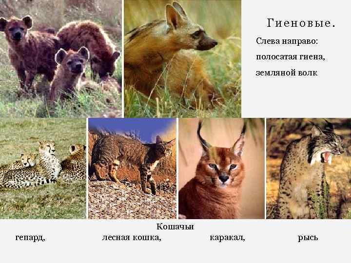 Гиеновые. Слева направо: полосатая гиена, земляной волк Кошачьи гепард, лесная кошка, каракал, рысь 