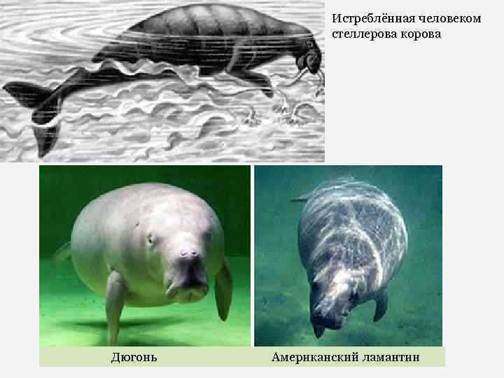 Истреблённая человеком стеллерова корова Дюгонь Американский ламантин 