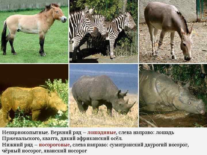 Непарнокопытные. Верхний ряд – лошадиные, слева направо: лошадь Пржевальского, квагга, дикий африканский осёл. Нижний