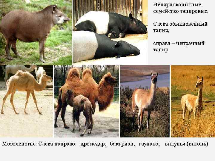 Непарнокопытные, семейство тапировые. Слева обыкновенный тапир, справа – чепрачный тапир Мозоленогие. Слева направо: дромедар,