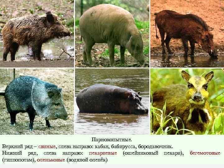 Парнокопытные. Верхний ряд – свиные, слева направо: кабан, бабирусса, бородавочник. Нижний ряд, слева направо: