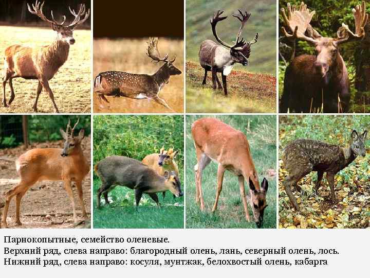 Парнокопытные, семейство оленевые. Верхний ряд, слева направо: благородный олень, лань, северный олень, лось. Нижний