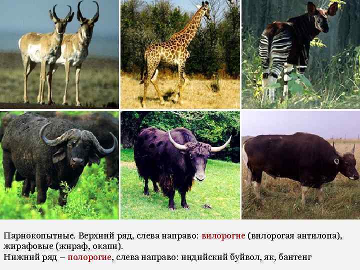 Парнокопытные. Верхний ряд, слева направо: вилорогие (вилорогая антилопа), жирафовые (жираф, окапи). Нижний ряд –