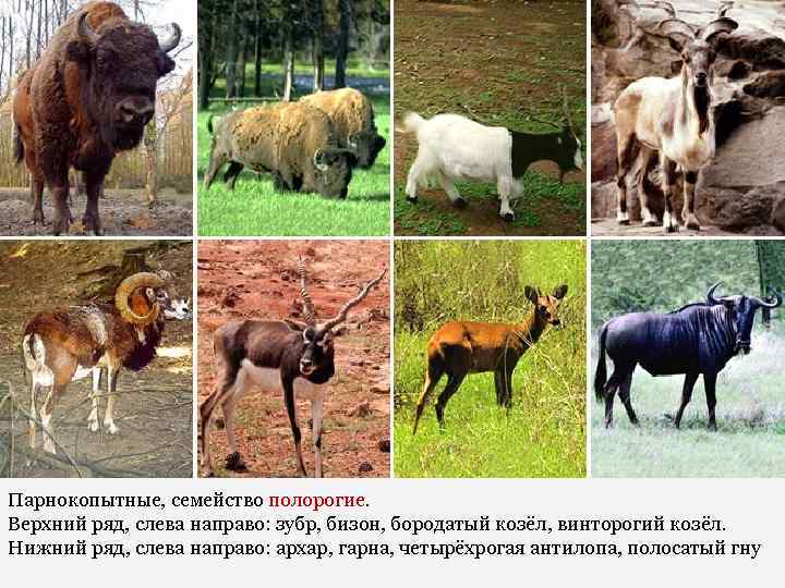 Парнокопытные, семейство полорогие. Верхний ряд, слева направо: зубр, бизон, бородатый козёл, винторогий козёл. Нижний