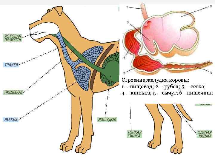 Пищевод собаки. Топография желудка коровы анатомия. Желудок коровы строение. Пищевод собаки анатомия. Строение пищевода КРС.