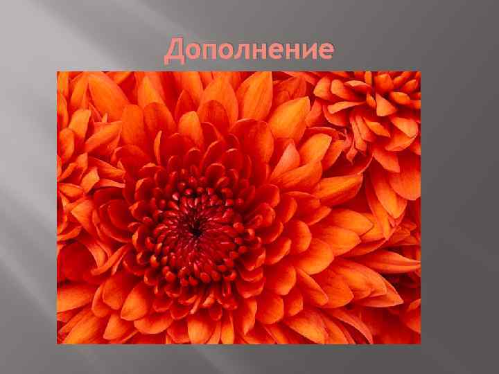 Дополнение 