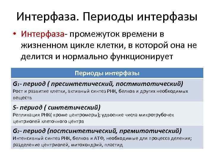 Интерфаза. Периоды интерфазы • Интерфаза- промежуток времени в жизненном цикле клетки, в которой она