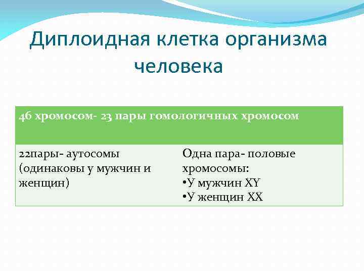 Диплоидная клетка организма человека 46 хромосом- 23 пары гомологичных хромосом 22 пары- аутосомы (одинаковы
