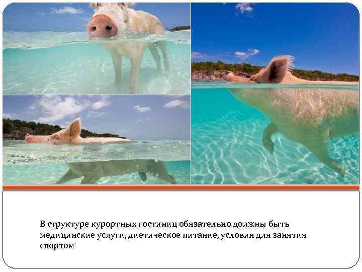 В структуре курортных гостиниц обязательно должны быть медицинские услуги, диетическое питание, условия для занятия