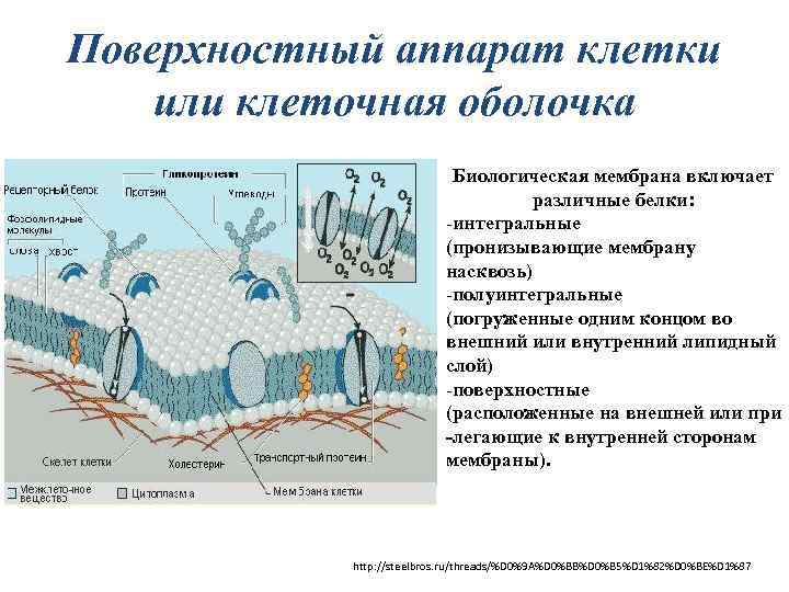 План клетки