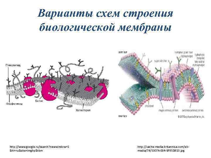 Каков план строения универсальной биологической мембраны