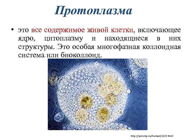 Протоплазма • это все содержимое живой клетки, включающее ядро, цитоплазму и находящиеся в них