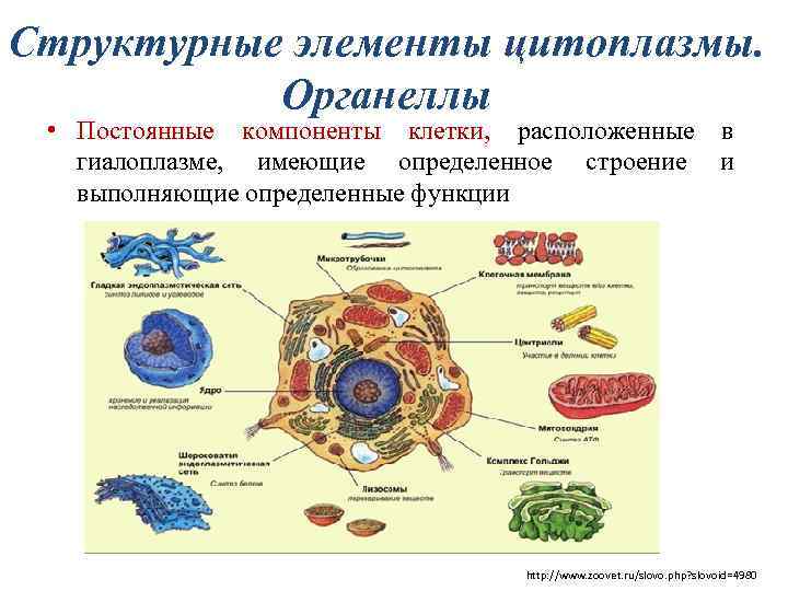 Органоиды клетки группы