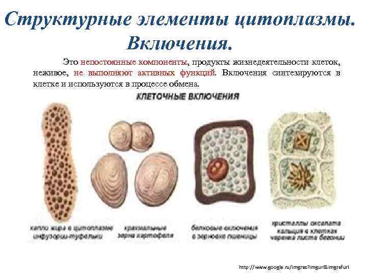 Запасные вещества находятся в. Включения растительной клетки таблица. Клеточные включения это непостоянные структуры клетки. Включения клетки таблица. Включения непостоянные компоненты клетки.