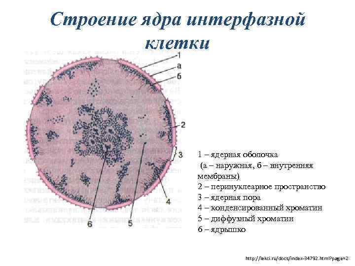 Извлечение соматического ядра клетки. Строение ядра хроматин. Строение ядра клетки хромосомы. Строение ядра эукариотической клетки. Схема ядра эукариотической клетки.
