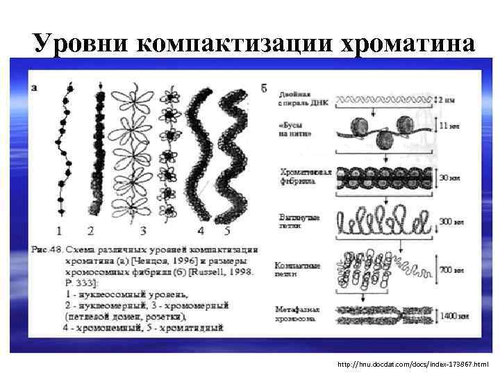 Рассмотрите рисунок на котором представлена схема компактизации упаковки наследственного материала