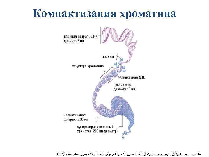 Уровень компактизации днк в хромосоме представленный на схеме