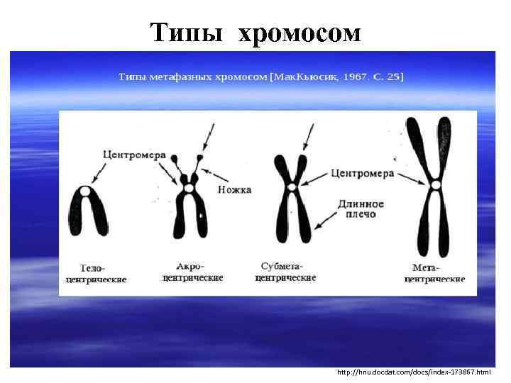 Типы хромосом http: //hnu. docdat. com/docs/index-173867. html 