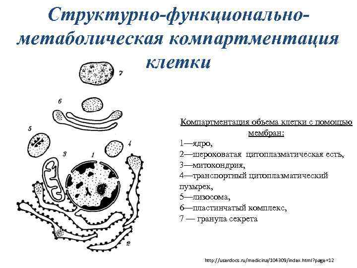 Структурно-функциональнометаболическая компартментация клетки Компартментация объема клетки с помощью мембран: 1—ядро, 2—шероховатая цитоплазматическая есть, 3—митохондрия,