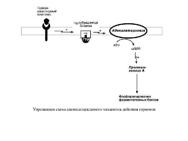 Аденилатциклазная система схема