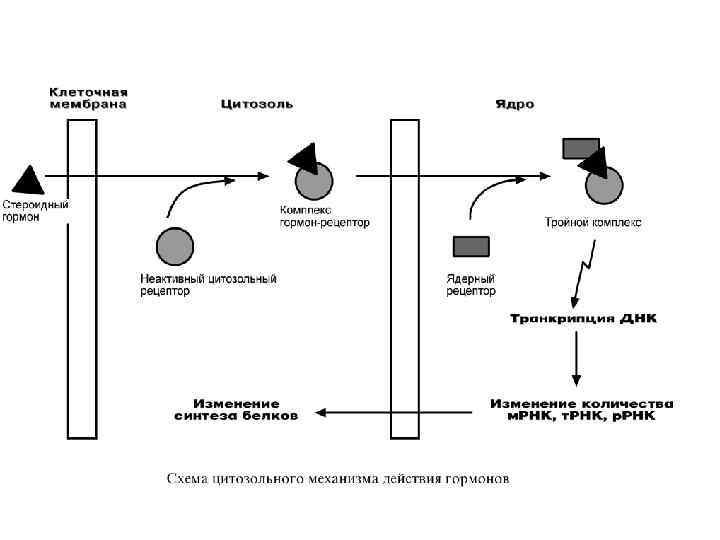 Мембранный механизм действия гормонов схема