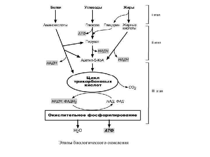 Биологическое окисление биохимия схема