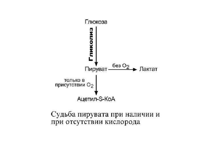 Этапы биологического окисления схема