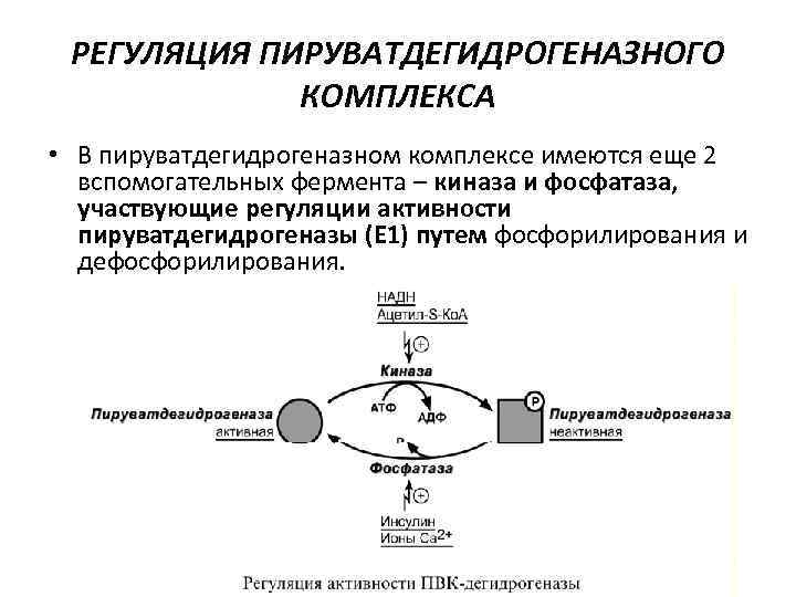 Структурно функциональная организация пируватдегидрогеназного комплекса схема