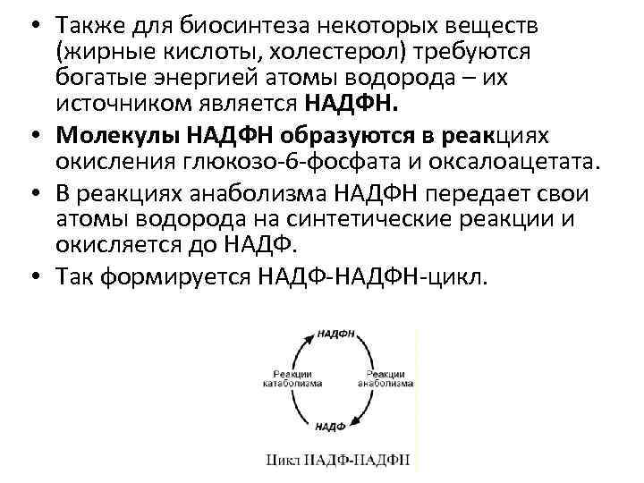  • Также для биосинтеза некоторых веществ (жирные кислоты, холестерол) требуются богатые энергией атомы