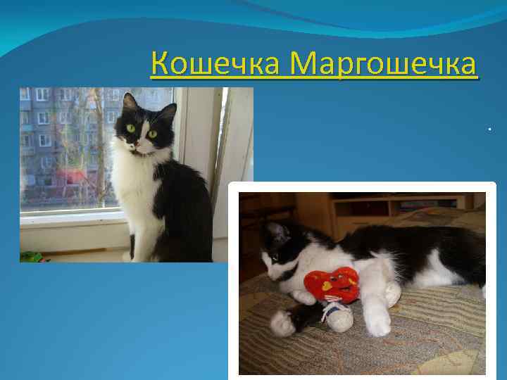 Кошечка Маргошечка. 