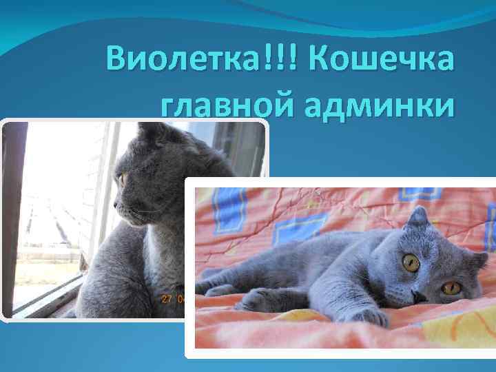 Виолетка!!! Кошечка главной админки. 