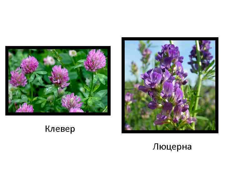 Клевер Люцерна 