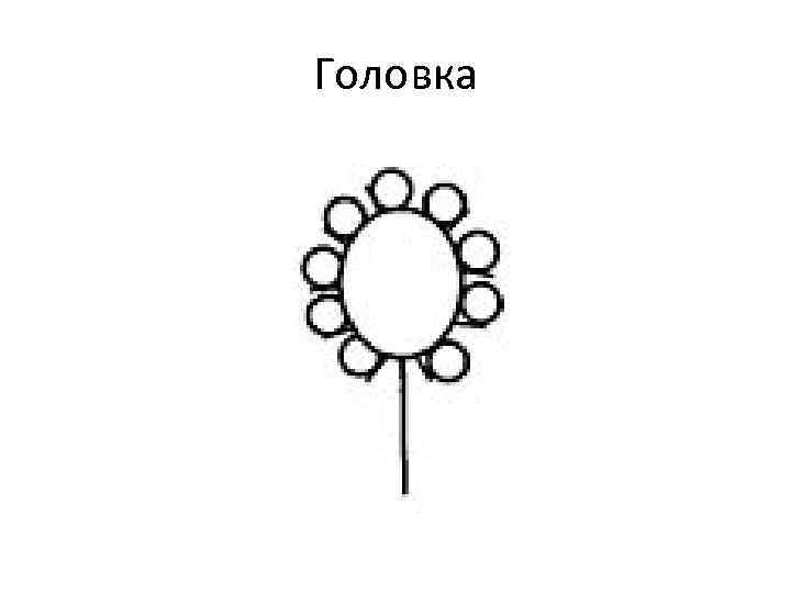 Соцветие головка описание. Схема соцветия головка простая. Строение соцветия головка. Схема соцветия головка Клевер. Описание соцветия головка.