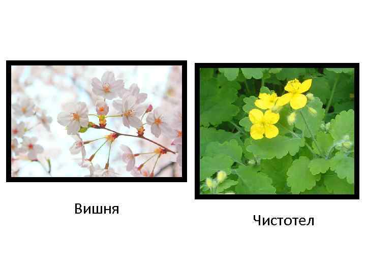 Вишня Чистотел 