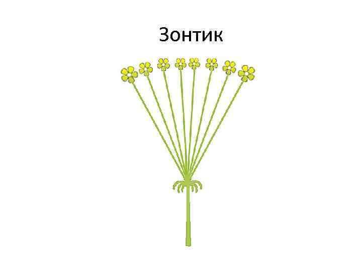 Простой зонтик. Схема соцветия чистотела. Схема соцветия зонтик. Схема соцветия сложный зонтик. Соцветие сложный зонтик биология схема.