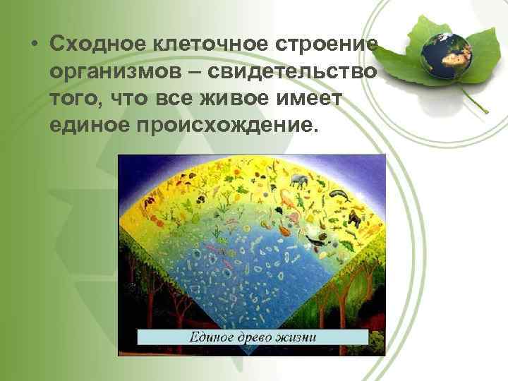  • Сходное клеточное строение организмов – свидетельство того, что все живое имеет единое