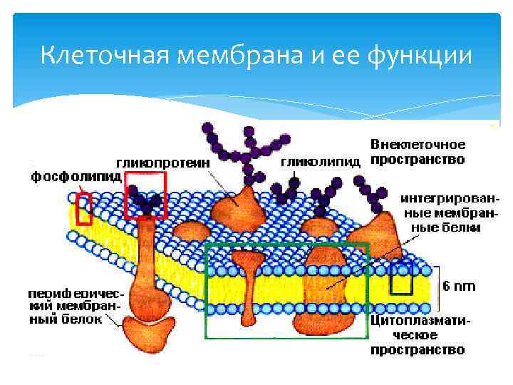 Мембрана клеток включает. Клеточная мембрана структура и функции. Функции наружной мембраны клетки. Наружная клеточная мембрана состоит.