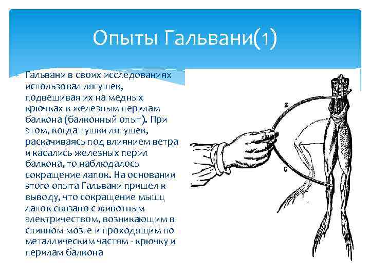 Опыты Гальвани(1) Гальвани в своих исследованиях использовал лягушек, подвешивая их на медных крючках к