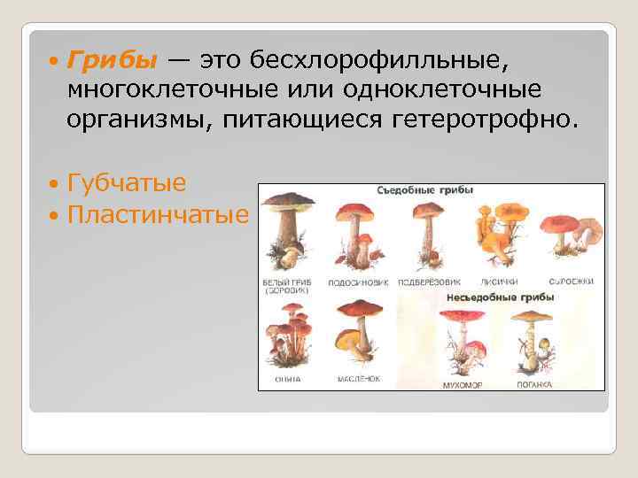  Грибы — это бесхлорофилльные, многоклеточные или одноклеточные организмы, питающиеся гетеротрофно. Губчатые Пластинчатые 