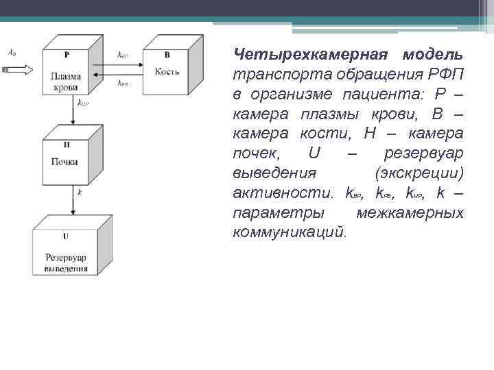 Четырехкамерная модель транспорта обращения РФП в организме пациента: P – камера плазмы крови, B