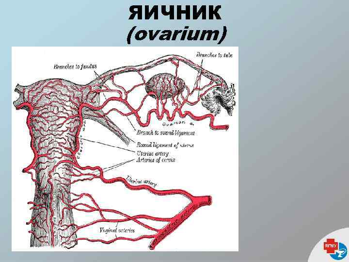 ЯИЧНИК (ovarium) 