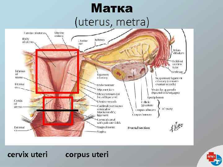 Матка (uterus, metra) cervix uteri corpus uteri 