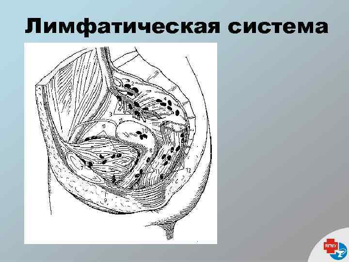Лимфатическая система 