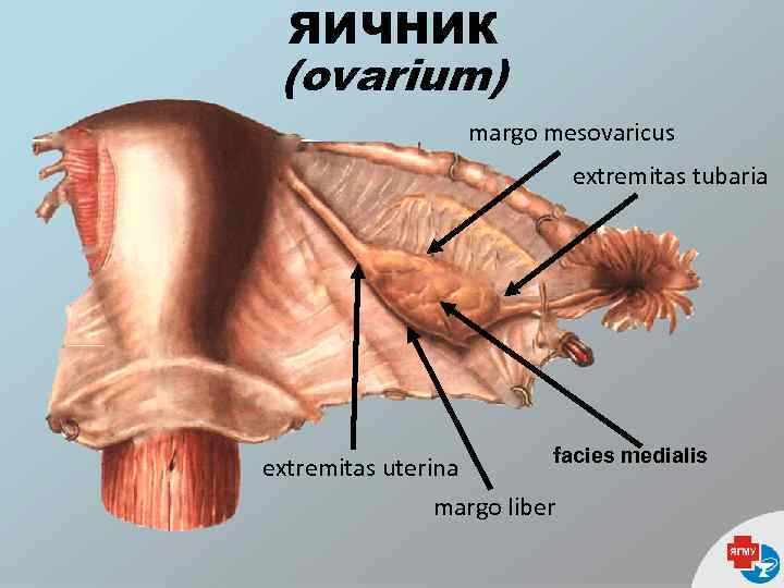 ЯИЧНИК (ovarium) margo mesovaricus extremitas tubaria extremitas uterina facies medialis margo liber 