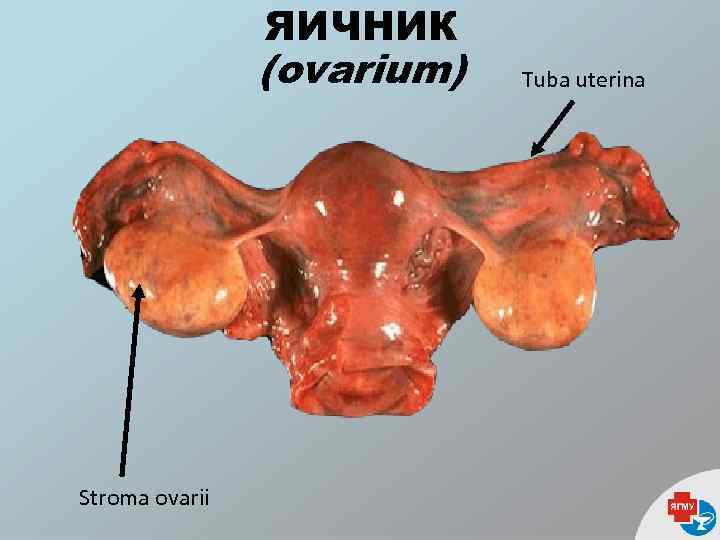 ЯИЧНИК (ovarium) Stroma ovarii Tuba uterina 