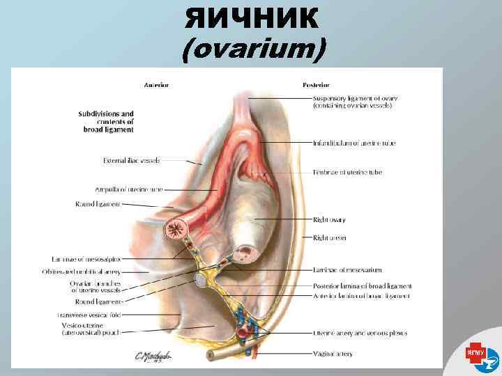 ЯИЧНИК (ovarium) 