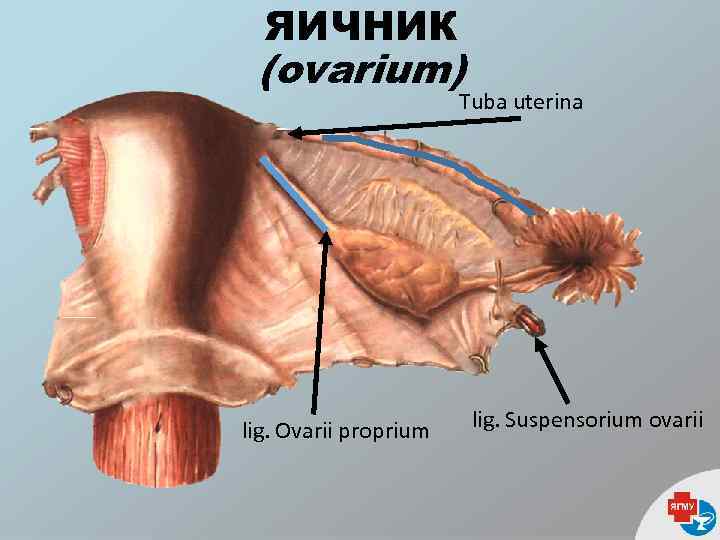 Женские половые органы яичник. Связочный аппарат яичника. Связки яичника анатомия. Анатомия матка связки яичники.