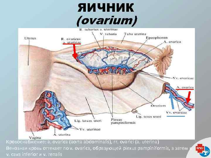 ЯИЧНИК (ovarium) Кровоснабжение: a. ovarica (aorta abdominalis), rr. ovarici (a. uterina) Венозная кровь оттекает