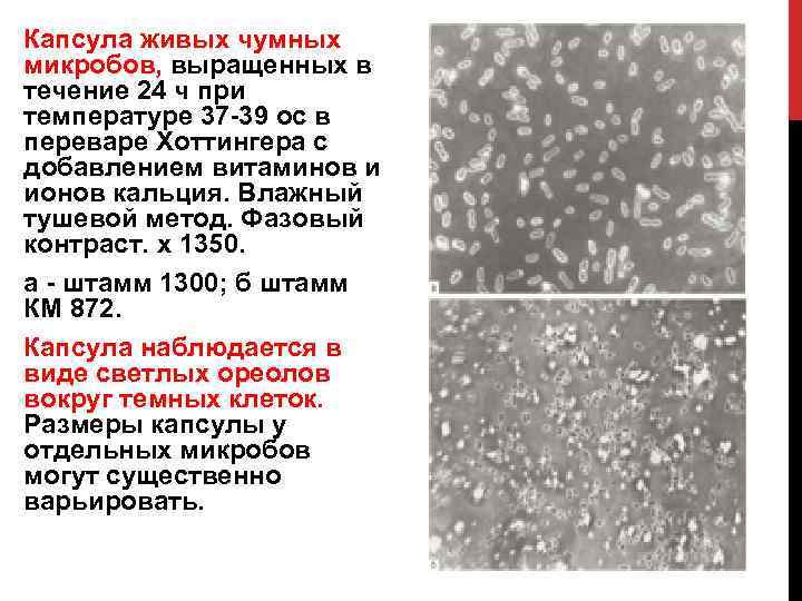 Капсула живых чумных микробов, выращенных в течение 24 ч при температуре 37 39 ос
