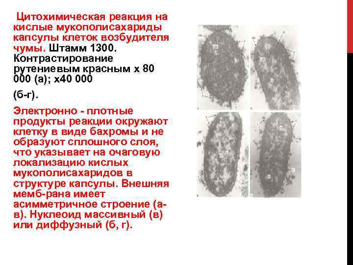  Цитохимическая реакция на кислые мукополисахариды капсулы клеток возбудителя чумы. Штамм 1300. Контрастирование рутениевым